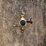 Mange Ferraille – Cicala Plebeia