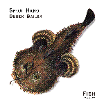 Shoji Hano / Derek Bailey – Fish (Ltd.100 Numbered Copies)