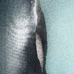 Paskine – Aleph Attempt