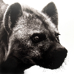 Steeve Bauras – Ohne Titel