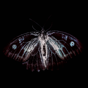 Phill Niblock, Franck Vigroux & Kasper T. Toeplitz – Bestiaire
