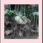 Norscq – 5 Streams