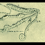 Julien Héraud – Hidden Parasites