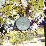 Lorenzo Fortino – Istanti Per Volare Via