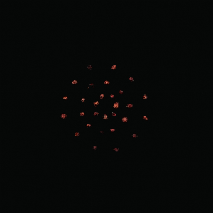 Zoviet France – 7.10.12
