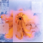 Placid Angles – The Lotus