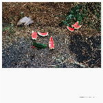 Andrea Borghi – Palsecam