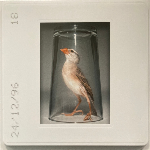 Tantrum – Twisted In Anguish