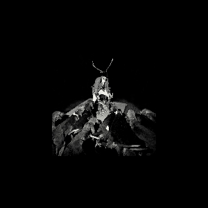 Les Marquises – A Night Full Of Collapses