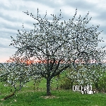 Orchard – Serendipity