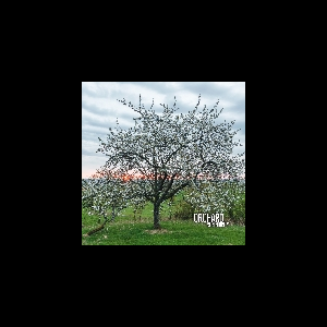 Orchard – Serendipity