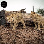 Sylvain Chauveau – Post-Everything