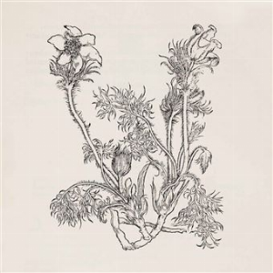 Cheval De Frise – Fresques Sur Les Parois Secretes Du Crane (White Vinyl)