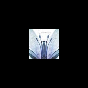 Caprice – Mirror