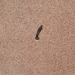 robert ashley - tap dancing in the sand robert ashley - tap dancing in the sand