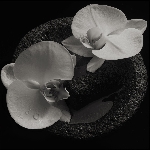 mike patton & jean-claude vannier - corpse flower mike patton & jean-claude vannier - corpse flower