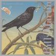 billy martin - starlings billy martin - starlings
