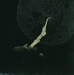 white suns - totem white suns - totem