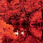 red favourite (jeremy pisani) - red favourite red favourite (jeremy pisani) - red favourite