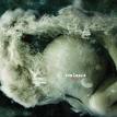 coalesce - 012:2 coalesce - 012:2