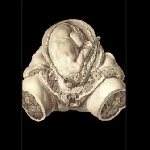 orcustus - orcustus orcustus - orcustus
