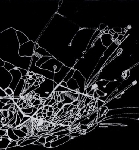 louis minus XVI - birds & bats louis minus XVI - birds & bats