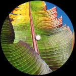KH (four tet) - only human KH (four tet) - only human