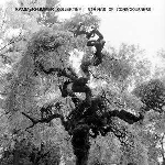 kammerflimmer kollektief / strings of consciousness - split kammerflimmer kollektief / strings of consciousness - split