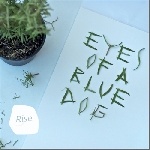eyes of a blue dog - rise eyes of a blue dog - rise