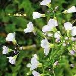 millefleurs - s/t millefleurs - s/t