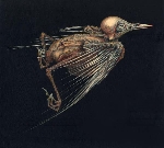 jenny hval & susanna - meshes of voice jenny hval & susanna - meshes of voice