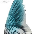 becoming animal (massimo pupillo - gordon sharp) - a distant hand lifted becoming animal (massimo pupillo - gordon sharp) - a distant hand lifted